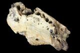Cretaceous Crocodile Jaw Section - South Dakota #133340-3